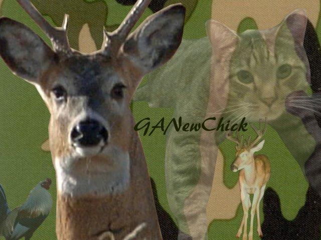 40668_ganewchick.jpg