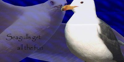 40668_gull.jpg