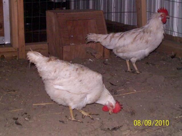 40674_1stleghorn4byc.jpg