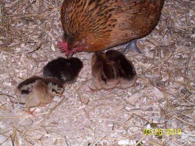 40674_2_day_old_chicks_2_4byc.jpg