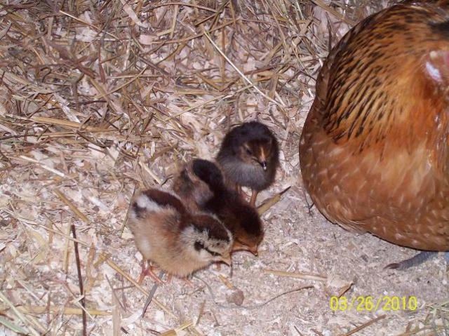 40674_2_day_old_chicks_4_byc.jpg