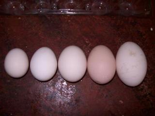 40674_byc_egg_sizes.jpg