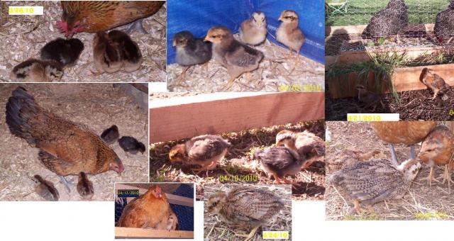 40674_chick_collage.jpg