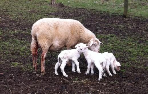 40707_030711_lambs1a.jpg