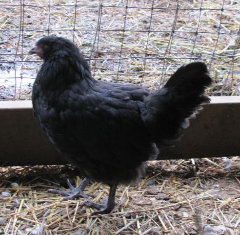 40707_australorp_pullet4ms.jpg
