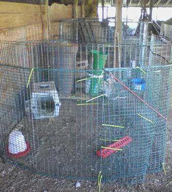 40707_brooder2.jpg