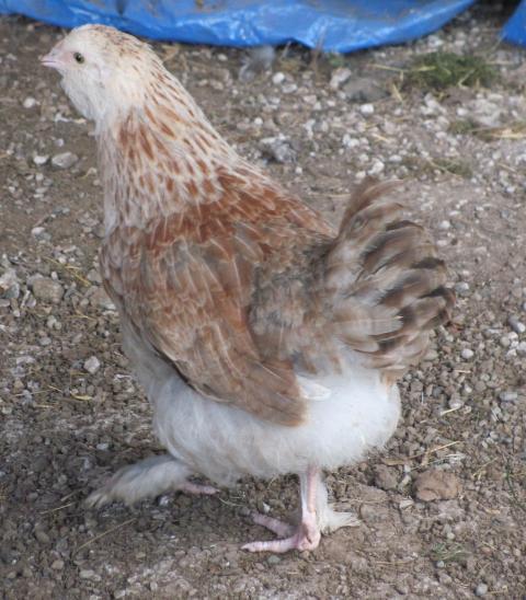 40707_fanny1b.jpg