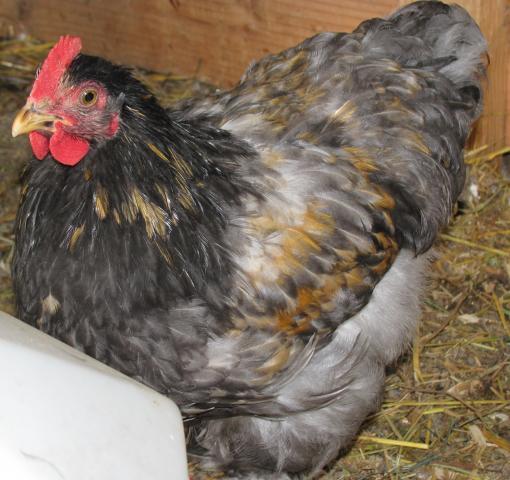 40707_lemon_rooster.jpg