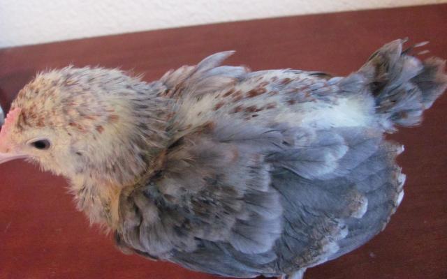 40707_rooster_peepb3.jpg