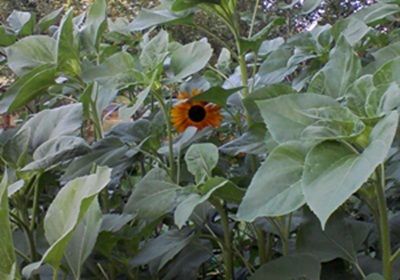 40707_sunflowerhidden.jpg