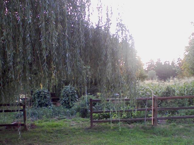 40707_wowgarden.jpg