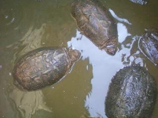 40710_010.jpg