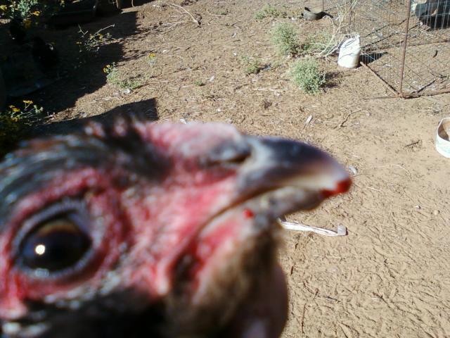 40710_photo209.jpg