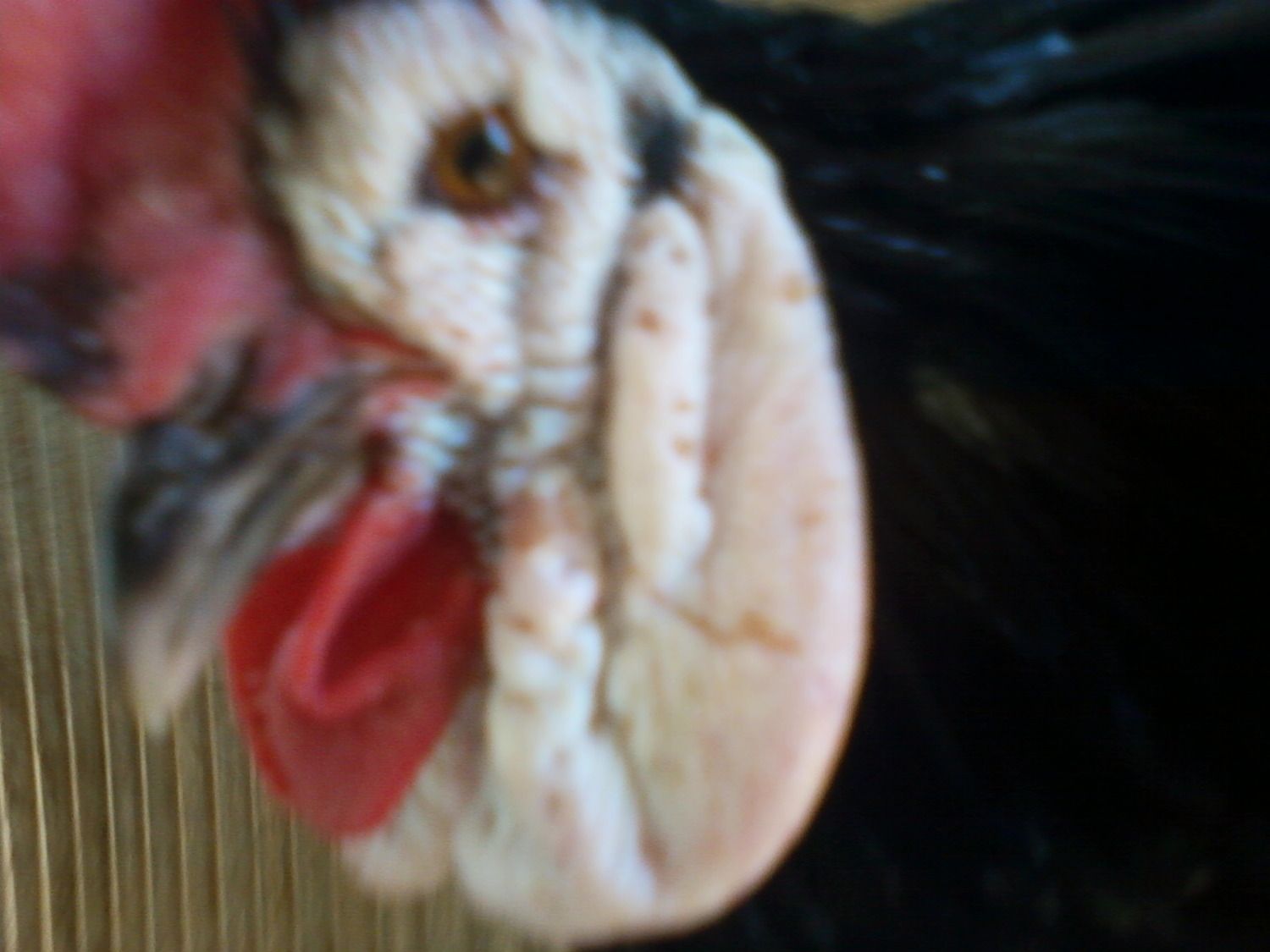 40710_photo234.jpg