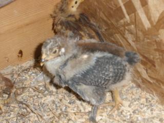 40724_barbs_visit_192.jpg