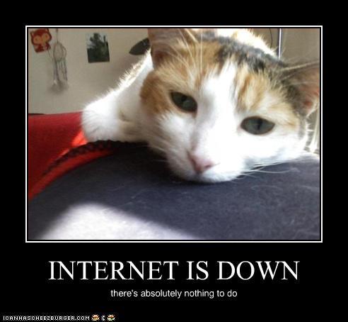 40731_cat-is-bored.jpg