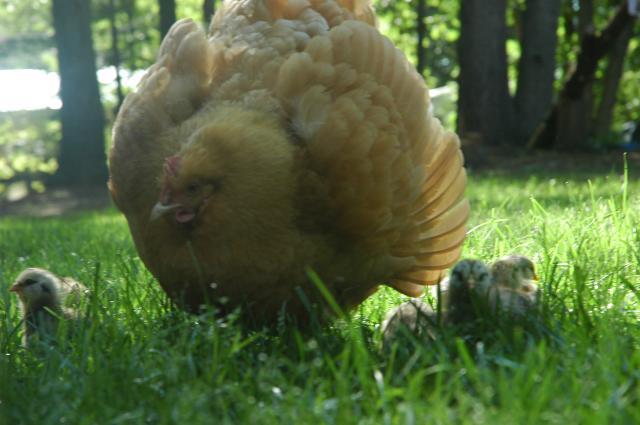 40731_chickens_053.jpg