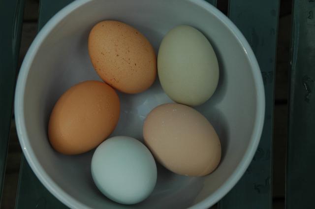 40731_chickens_092.jpg