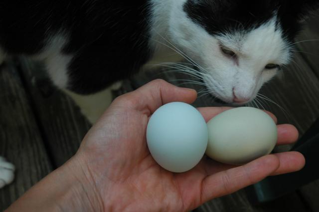 40731_chickens_094.jpg