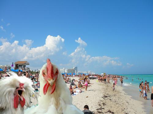 40731_underground_chicken_beach.jpg