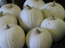 40731_whitepumpkins.jpg