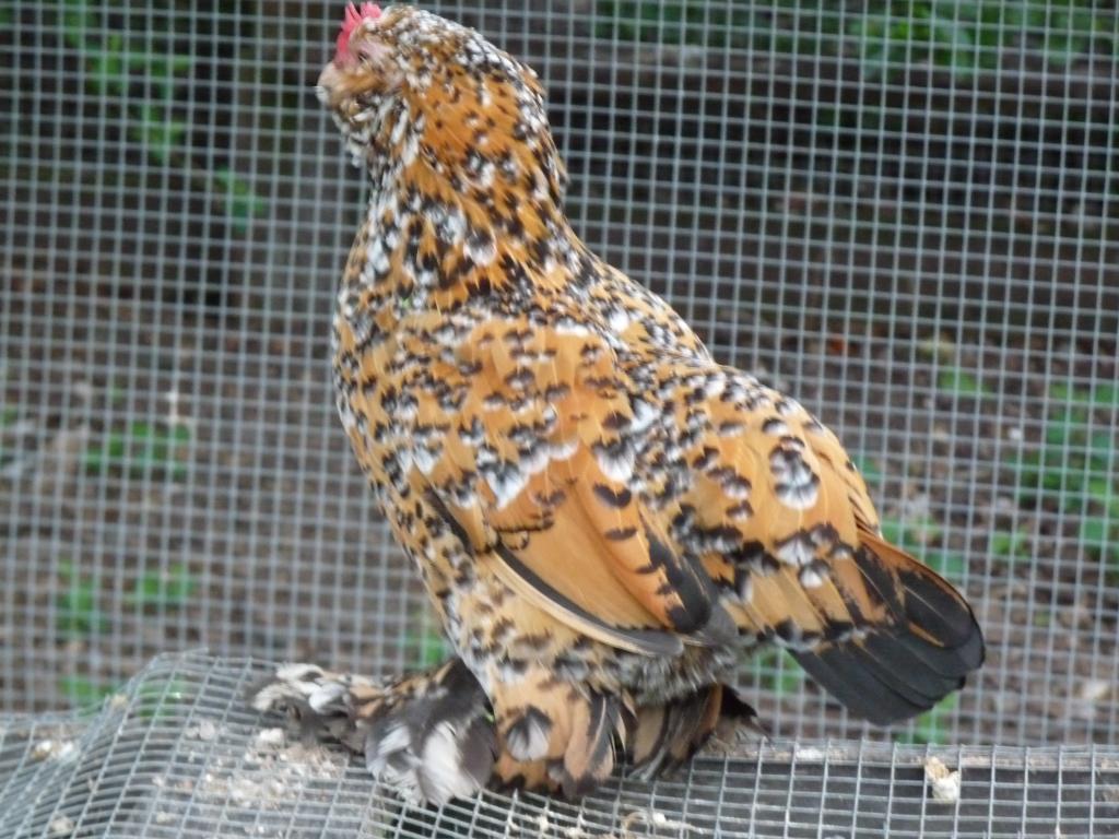 40744_pullet1.jpg
