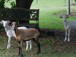 40744_sheep1.jpg