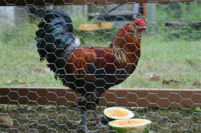 40747_rooster_2.jpg