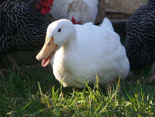 40757_100_3542.jpg