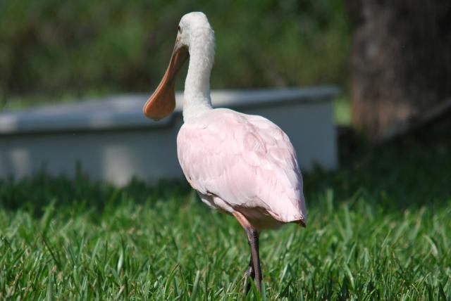 40770_spoonbill_sept_2011.jpg