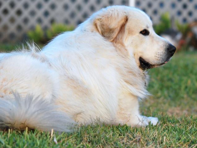 40770_titan_2011.jpg