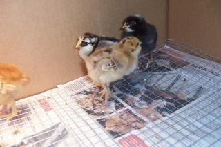 40781_ameraucana.jpg