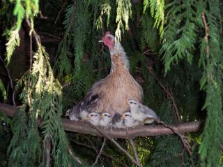 40782_9-2009_chicks_025.jpg