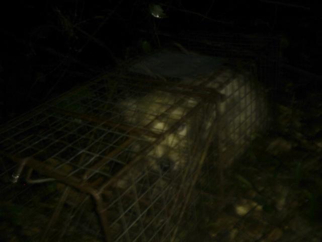 40797_tobytrap.jpg