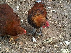 40808_chick2.jpg