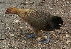 40808_chick5.jpg
