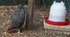 40808_chick6.jpg