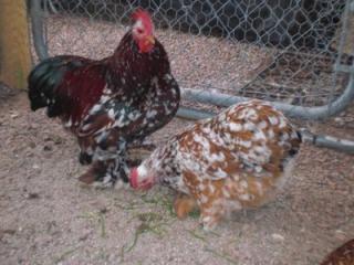 40844_birds_261.jpg
