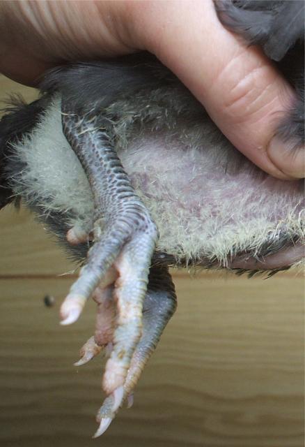 40857_black_legs.jpg