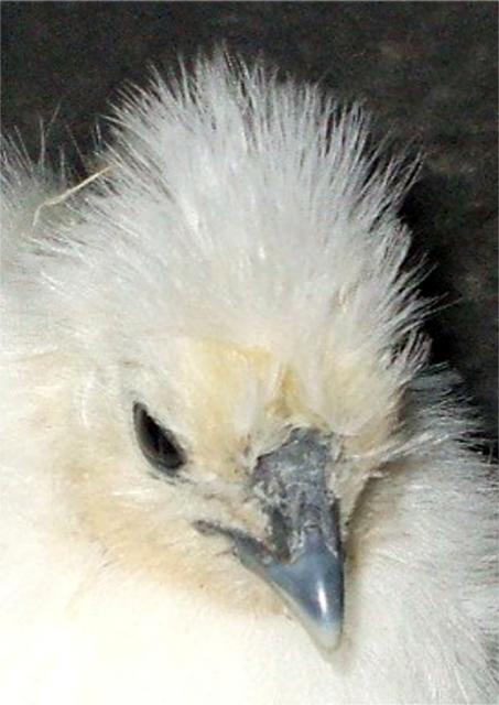 40857_white_silkie_7_weeks_close_up.jpg