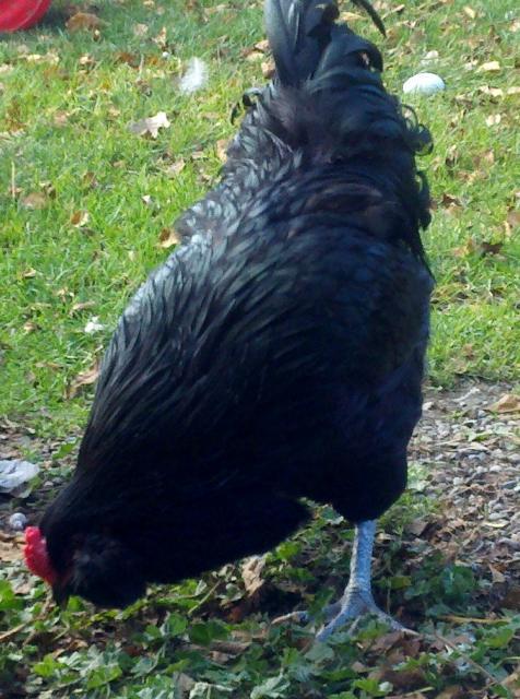 40901_blkamerroo2.jpg