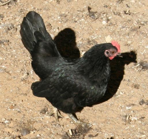 40980_blk_hen.jpg