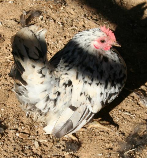 40980_blk_n_wht_specked_hen.jpg
