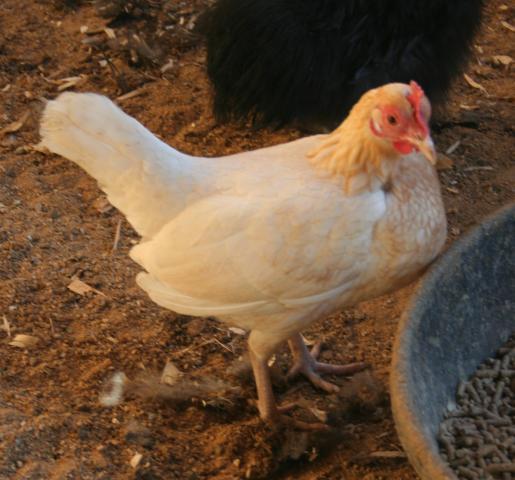 40980_buff_hen.jpg