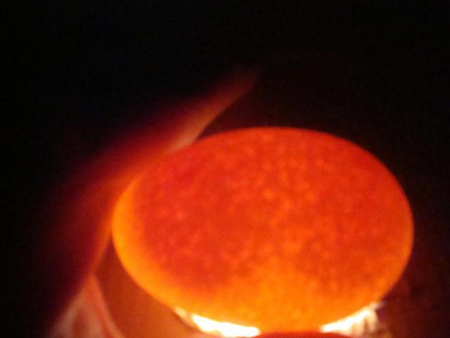 41045_fertile2yolk.jpg