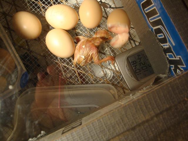 41045_firstchickhatch.jpg
