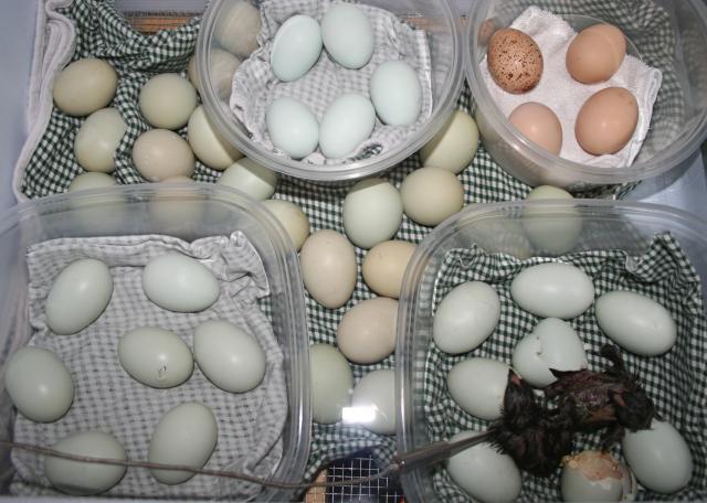 41069_all45eggs.jpg