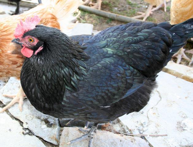 41069_bcm_pullet.jpg