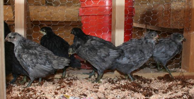 41069_blue_orps_and_ees.jpg