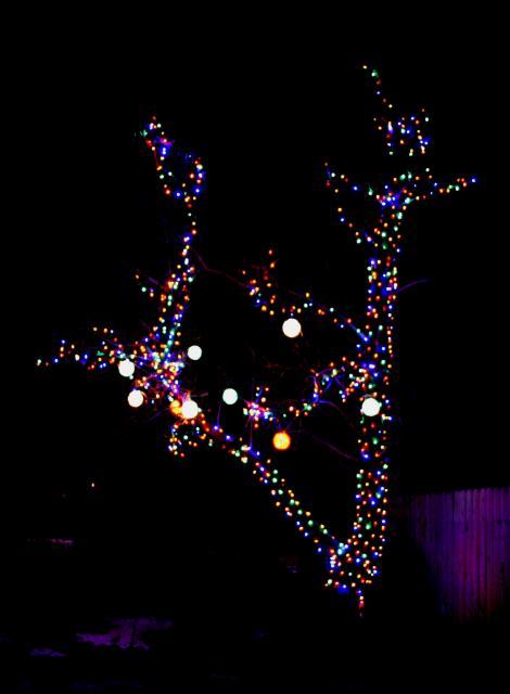 41069_catalpa_tree.jpg